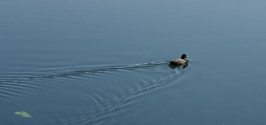 Featured - Ente
